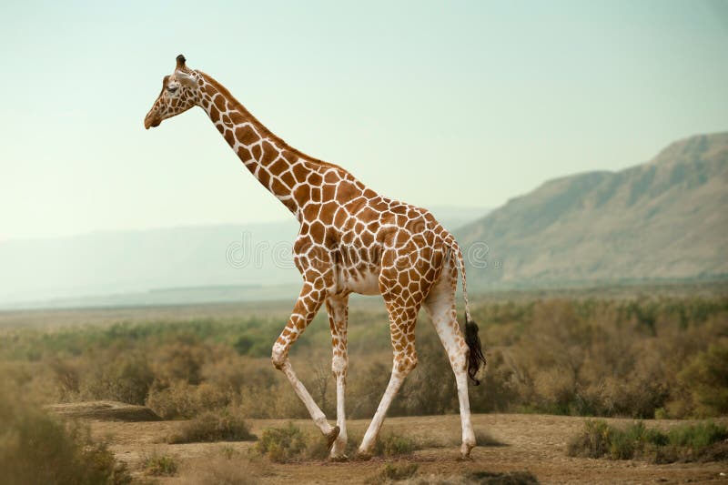 Giraffe walking in desert