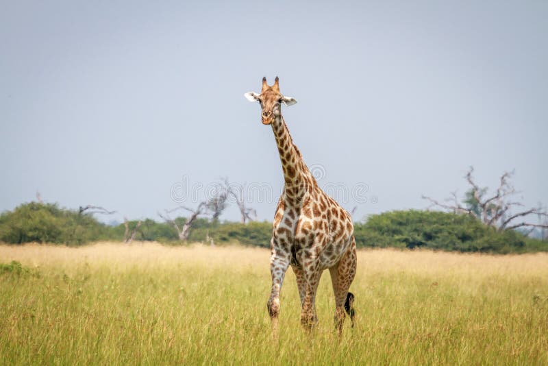 Giraffe Walking in the Grass in Chobe. Stock Photo - Image of scenic