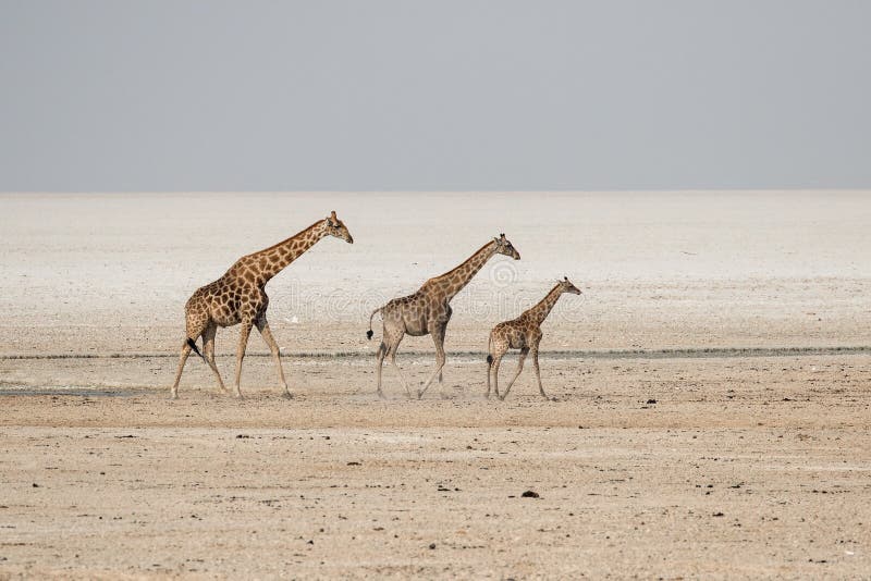 Giraffe stock photography Giraffe stock photography