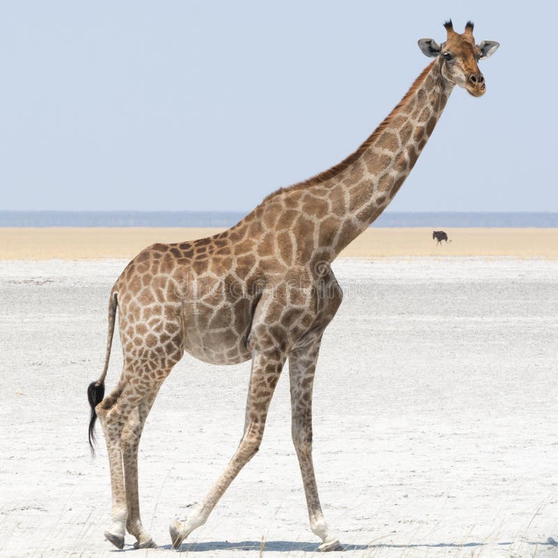 Giraffe walking at salt pan stock images Giraffe walking at salt pan stock images