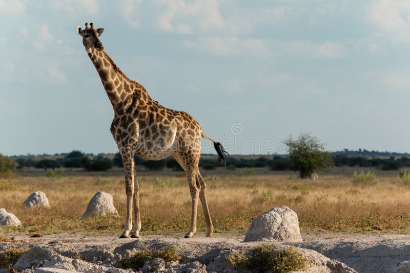 Giraffe at a water hole stock photos Giraffe at a water hole stock photos