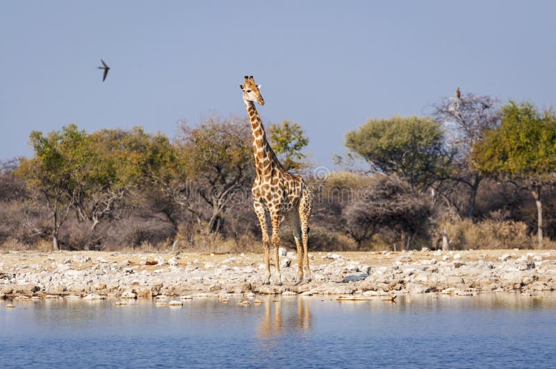 Giraffe in a waterhole in the Etosha National Park in Namibia, Africa