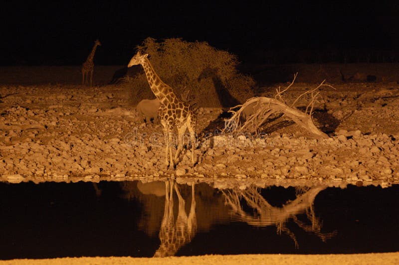 Giraffe at a waterhole in the night - Etosha Park