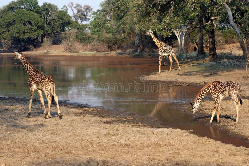 Giraffe am waterhole, Sambia, Afrika