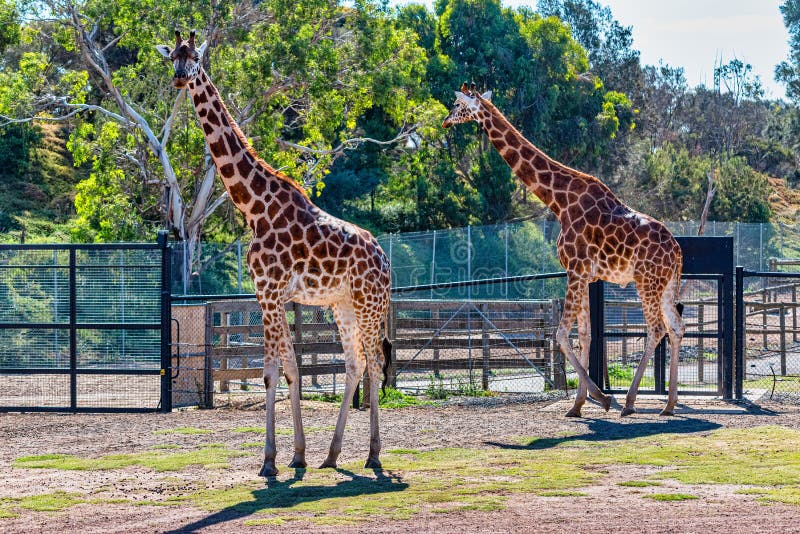 Giraffe at the Werribee Open Range Zoo Melbourne Stock Image Image of