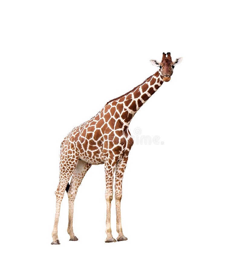 Details 300 giraffe white background