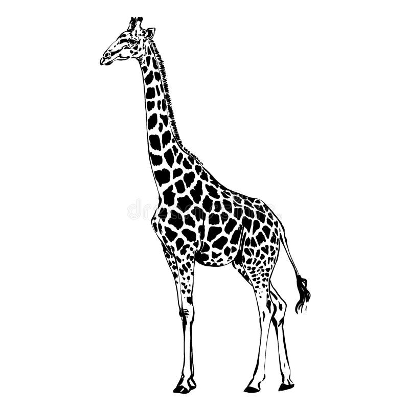Set of Monochrome Giraffe Sketch Stock Illustration - Illustration of
