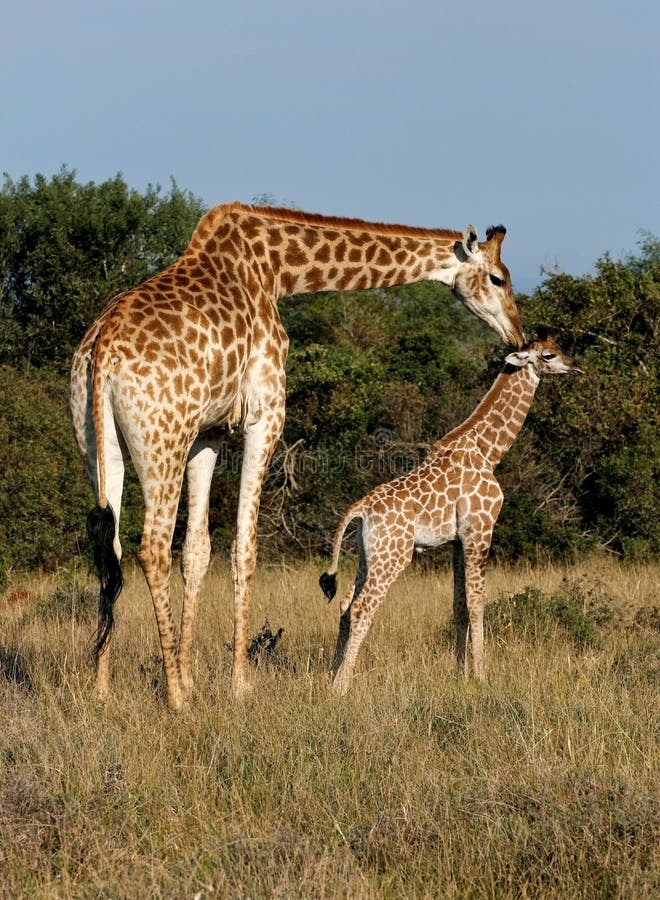 Giraffe and young