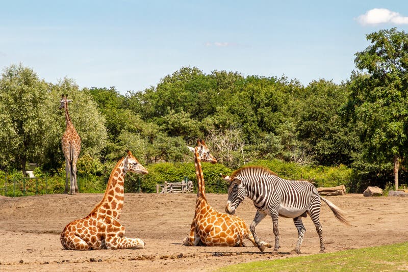 zoo safari tilburg