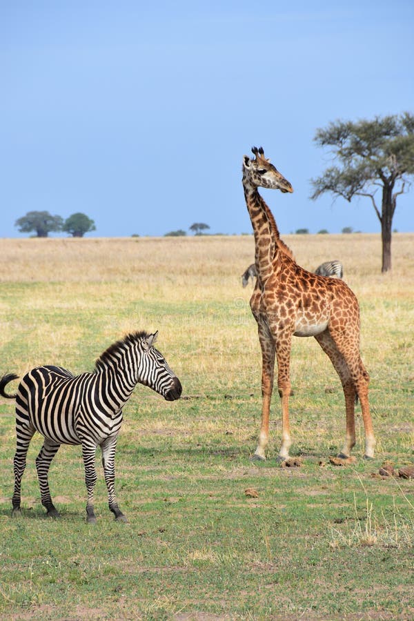 Giraffe and Zebra in a Tanzanian National Park Stock Photo - Image