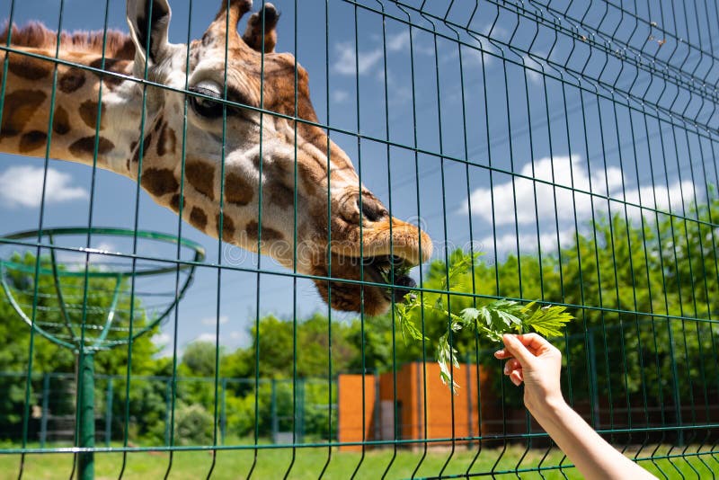 Giraffe at Zoo Feed it Grass through Bars. Wild Animals in Captivity Stock  Photo - Image of giraffes, african: 186226714