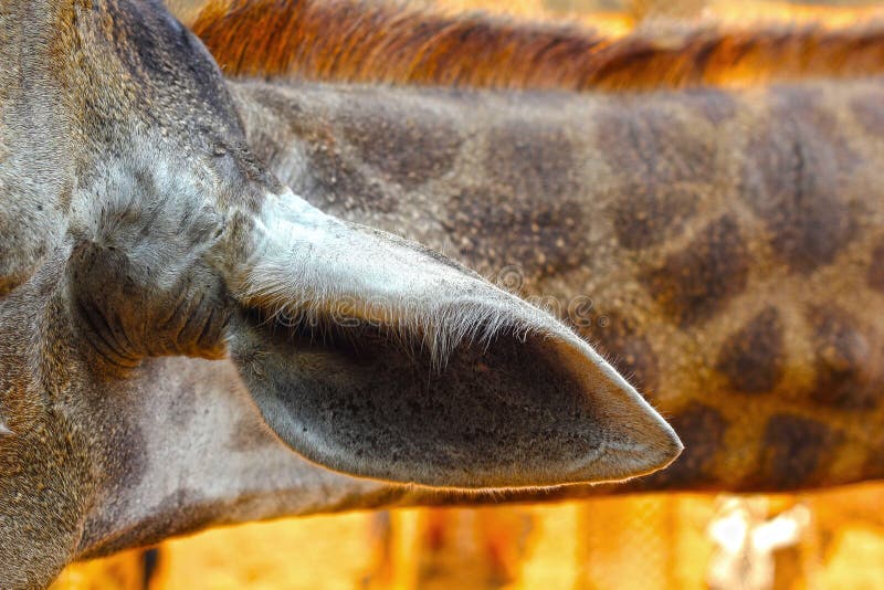 Giraffe at the Zoo - Giraffe Ear. Stock Photo - Image of safari, green