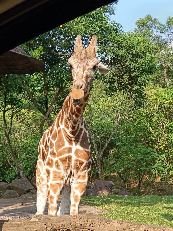 Giraffe at the Zoo, on Vacation Seen from Inside the Car Stock Image
