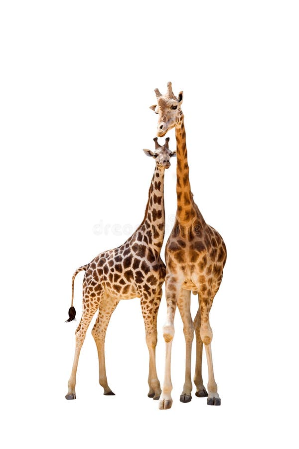 Giraffe zwei lizenzfreie stockbilder Giraffe zwei lizenzfreie stockbilder