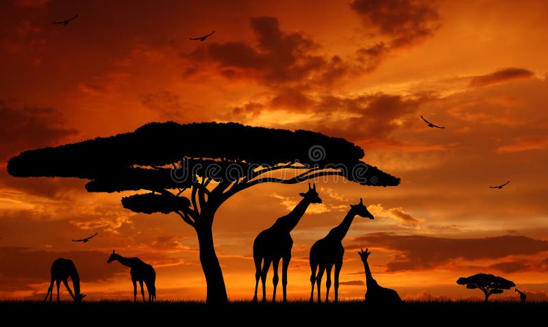 Giraffe über Sonnenaufgang