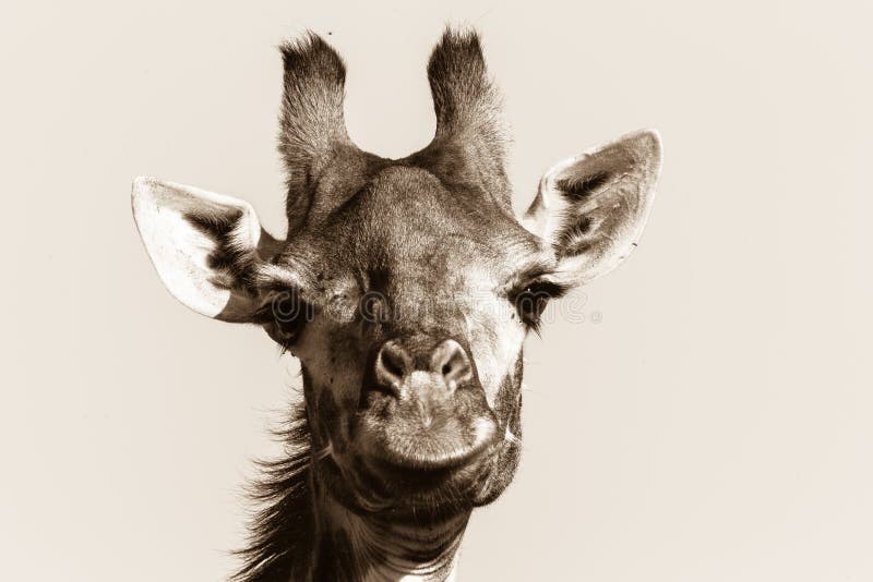 Giraffe άγριας φύσης ζωικός επικεφαλής μαύρος άσπρος τρύγος στοκ εικόνες