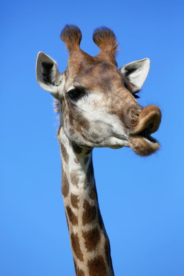 Giraffe αστεία συζήτηση στοκ εικόνες Giraffe αστεία συζήτηση στοκ εικόνες