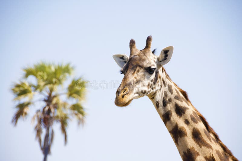 Giraffe κεφάλι στοκ φωτογραφίες με δικαίωμα ελεύθερης χρήσης Giraffe κεφάλι στοκ φωτογραφίες με δικαίωμα ελεύθερης χρήσης