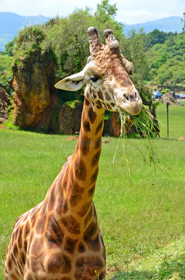 Giraffe στην πράσινη χλόη στοκ εικόνες Giraffe στην πράσινη χλόη στοκ εικόνες
