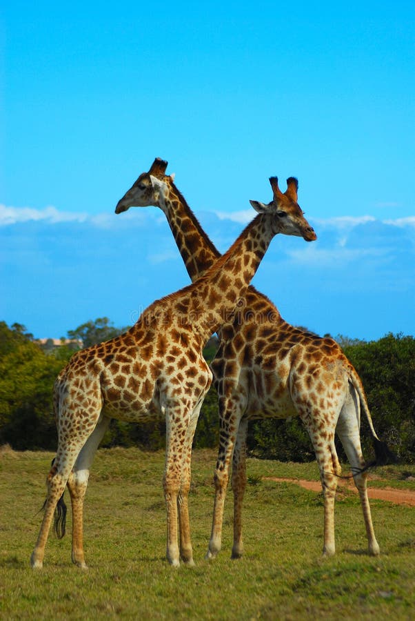 Two wild Giraffe bulls standing together and watching the savanna in South Africa. Two wild Giraffe bulls standing together and watching the savanna in South Africa