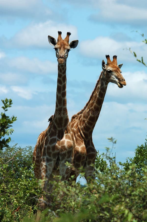 Giraffe in the bushveld of South Africa. Giraffe in the bushveld of South Africa.