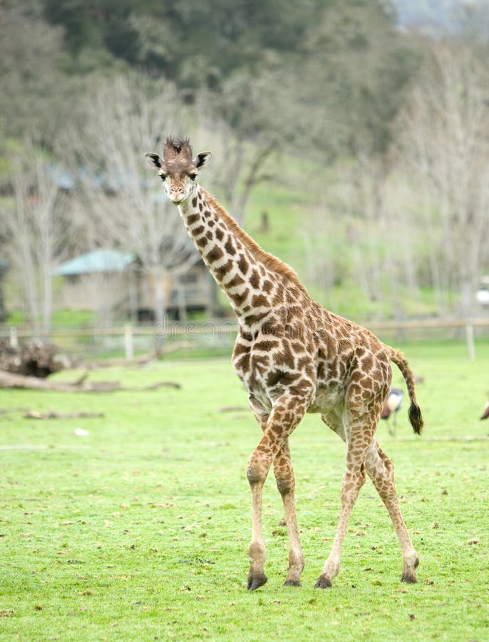 Giraffe in africa whail on a safari. Giraffe in africa whail on a safari