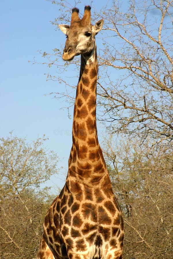 Giraffe standing in the trees of the Kruger National Park (South Africa). Giraffe standing in the trees of the Kruger National Park (South Africa)