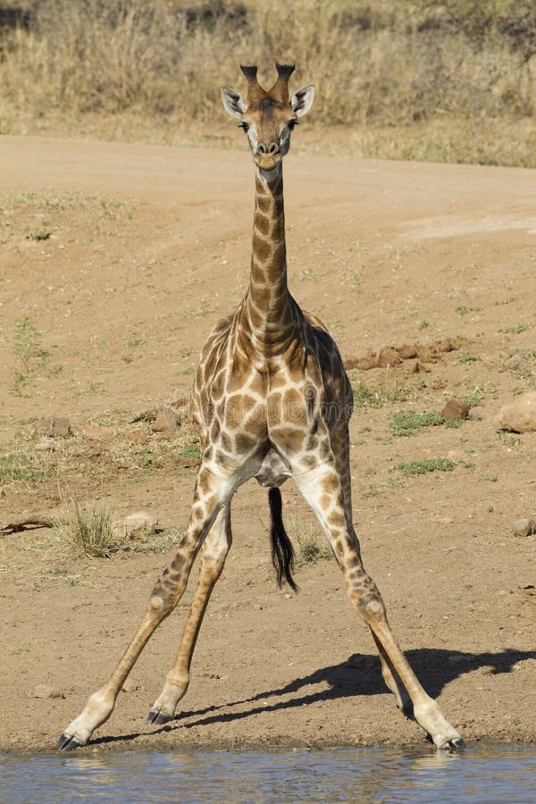 giraffe της Αφρικής νότος νότιος στοκ φωτογραφίες με δικαίωμα ελεύθερης χρήσης giraffe της Αφρικής νότος νότιος στοκ φωτογραφίες με δικαίωμα ελεύθερης χρήσης