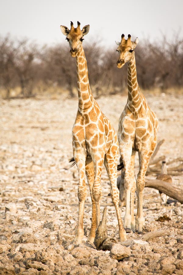 Wild giraffe with calf, safari Etosha, Namibia Africa. Wild giraffe with calf, safari Etosha, Namibia Africa