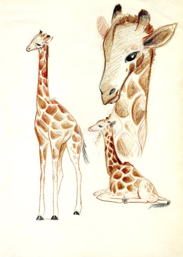 Giraffe Zeichnen Kopf
