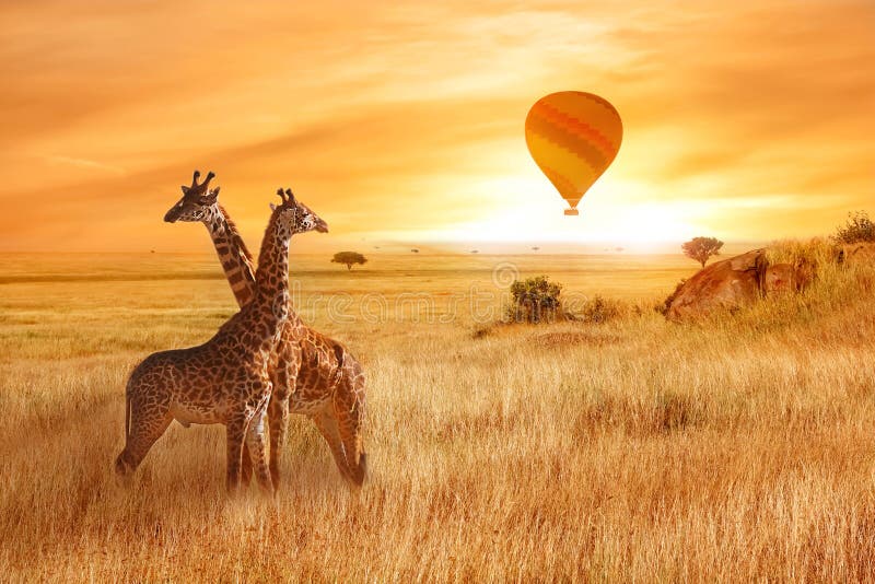 Giraffen in der afrikanischen Savanne vor dem hintergrund des orange Sonnenuntergangs Flug eines Ballons im Himmel über der Savan lizenzfreie stockfotos