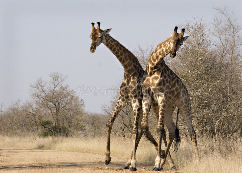 Giraffen, die in Kruger kämpfen