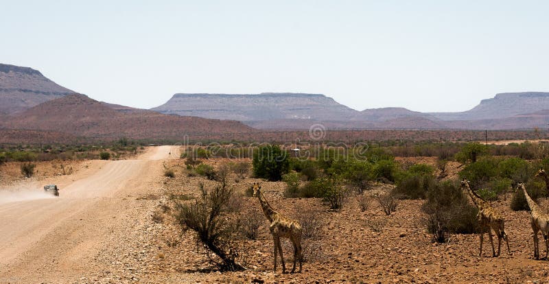 Giraffen naast een Namibian grintweg stock afbeeldingen Giraffen naast een Namibian grintweg stock afbeeldingen