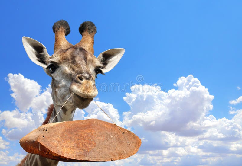 Giraffenkopf mit altes Holztablett. seltsame süße Giraffe mit Holzschild am Seil. lustige Giraffe mit Holzschild im Mund stockbild
