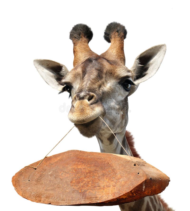 Giraffenkopf mit altes Holztablett. seltsame süße Giraffe mit Holzschild am Seil. lustige Giraffe mit Holzschild im Mund stockfotos