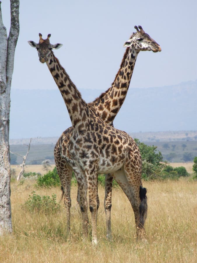 Giraffes