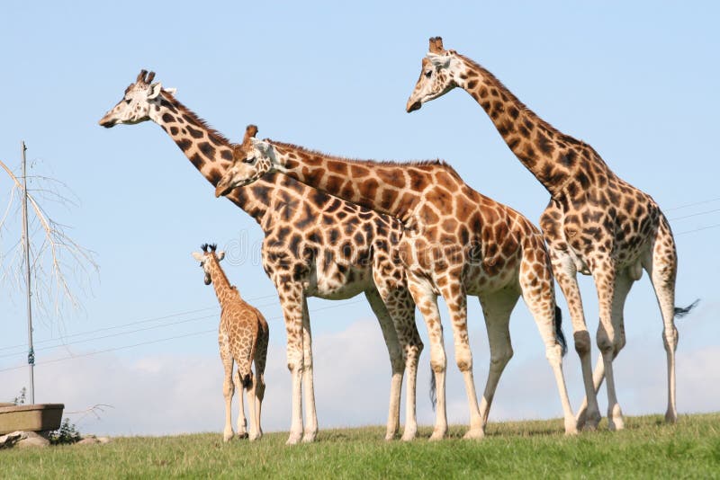 Giraffes