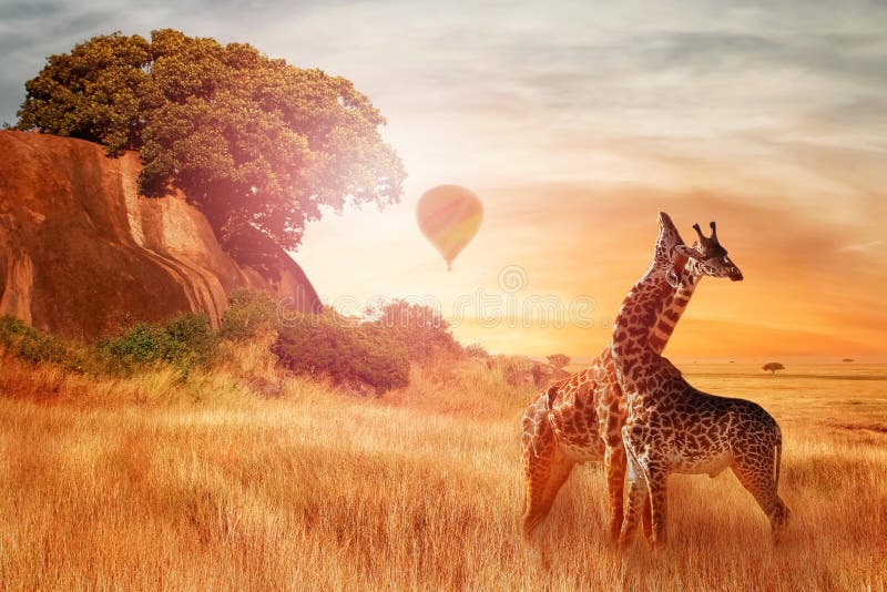 Giraffes in the African Savanna Against the Background of the Orange