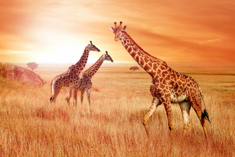 Giraffes in the African savannah at sunset. Wild nature of Africa