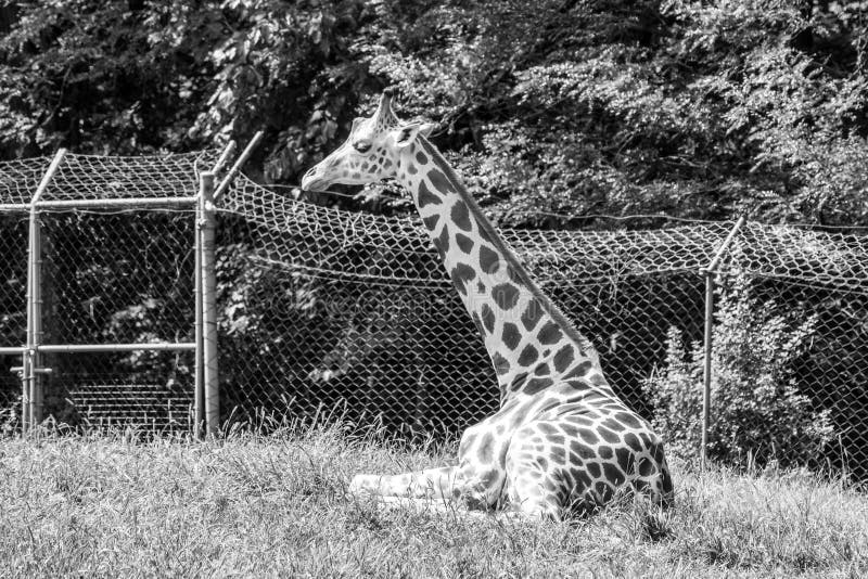 Giraffes in captivity stock image. Image of reserve - 111179975