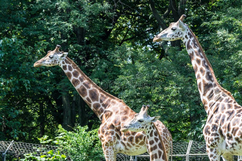 Giraffes in captivity stock photo. Image of exhibit - 111179986