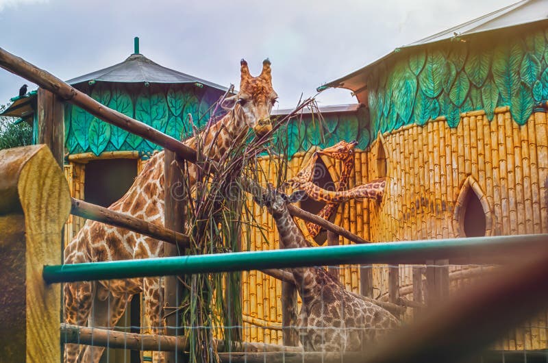 Beto carrero world hi-res stock photography and images - Alamy