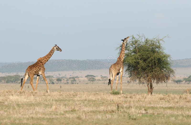 Giraffes dans la savane photographie stock Giraffes dans la savane photographie stock