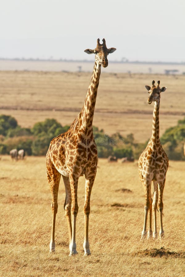 Três Girafa Fêmea Caminhando Juntas Através Das Planícies Mara Masai No
