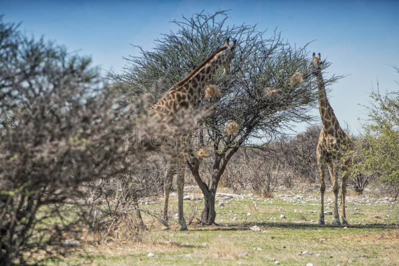 Giraffes eating leaves of trees. Etosha. Namibia. Africa