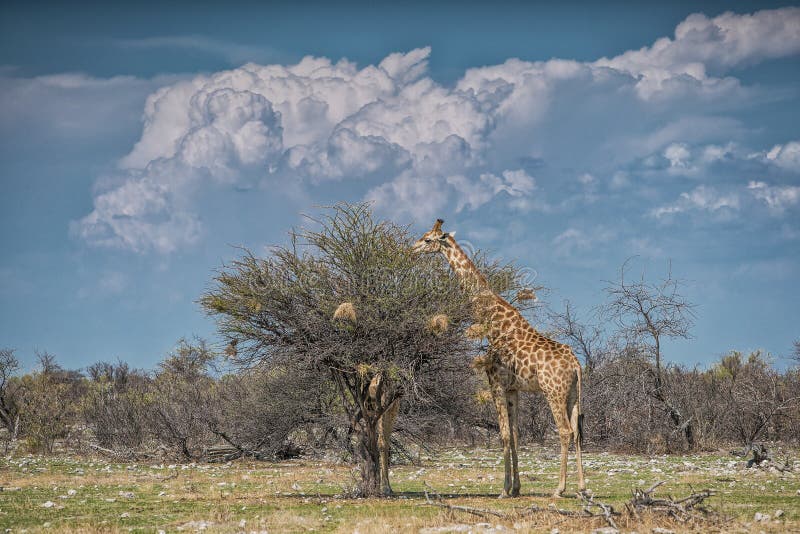 Giraffes eating leaves of trees. Etosha. Namibia. Africa