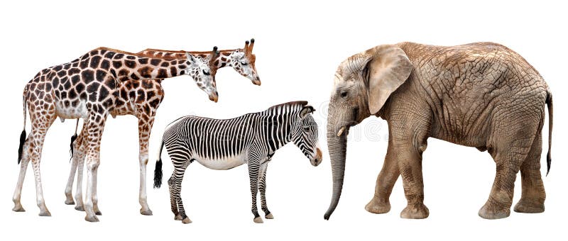 Giraffes, elephant and zebras isolated on white