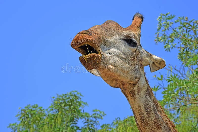 Giraffes en stationnement de safari de zoo Beaux animaux de faune images stock Giraffes en stationnement de safari de zoo Beaux animaux de faune images stock