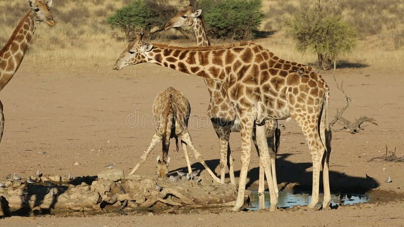 Giraffes at a waterhole - Kalahari desert