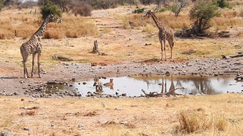 Giraffes and hyenas at a waterhole